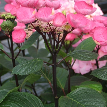 Hydrangea macrophylla Abracadabra® 'Star' (020208)