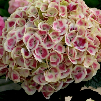 Hydrangea macrophylla Cityline® 'Mars' (020209)