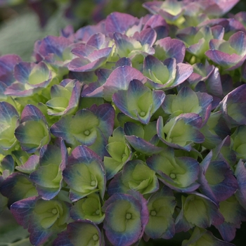 Hydrangea macrophylla Cityline® 'Rio' (020210)