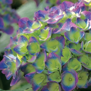 Hydrangea macrophylla Cityline® 'Rio' (020211)