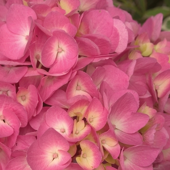 Hydrangea macrophylla Let's Dance® 'Moonlight' (020216)