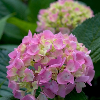 Hydrangea macrophylla Let's Dance® 'Moonlight' (020217)