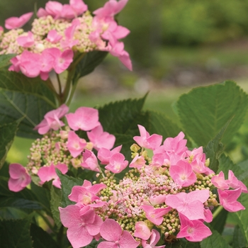 Hydrangea macrophylla Let's Dance® 'Starlight' (020219)