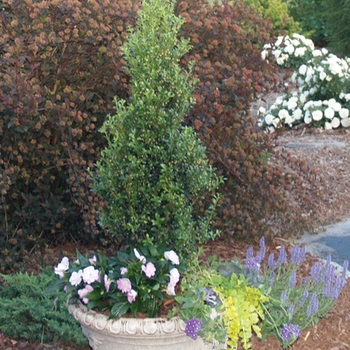 Ilex crenata 'Sky Box®' (020229)