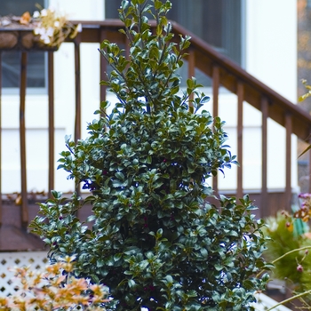 Ilex x meserveae 'Castle Spire®' (020233)