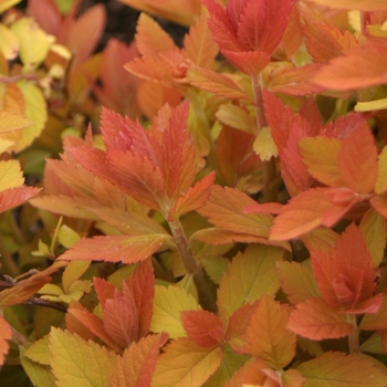 Spiraea Double Play 'Big Bang®' (020251)