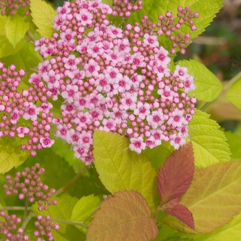 Spiraea Double Play 'Big Bang®' (020253)