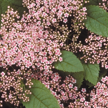 Spiraea fritschiana 'Pink Parasols®' (020254)