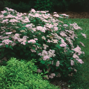 Spiraea fritschiana 'Pink Parasols®' (020255)