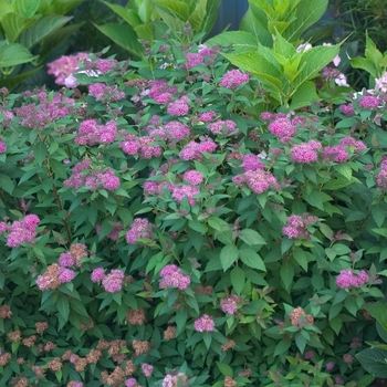 Spiraea japonica Double Play® 'Artisan®' (020259)