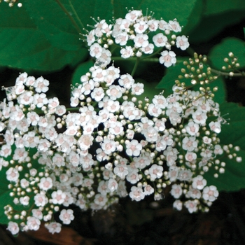 Spiraea x media 'Snow Storm™' (020265)