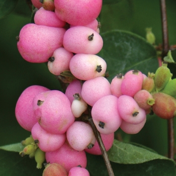 Symphoricarpos x doorenbosii 'Amethyst™' (020267)