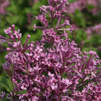 Syringa Bloomerang® '' (020268)