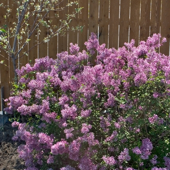 Syringa Bloomerang® '' (020270)