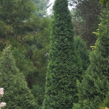 Thuja occidentalis 'North Pole®' (020271)