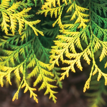 Thuja occidentalis 'Techny Gold™' (020273)