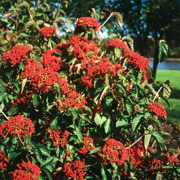 Viburnum dilatatum 'Cardinal Candy®' (020277)