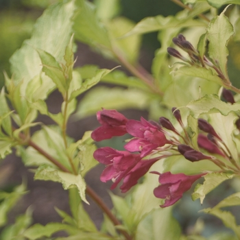 Weigela florida Sonic Bloom® 'Ghost®' (020281)