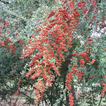 Pyracantha coccinea 'Lalandei' (020293)