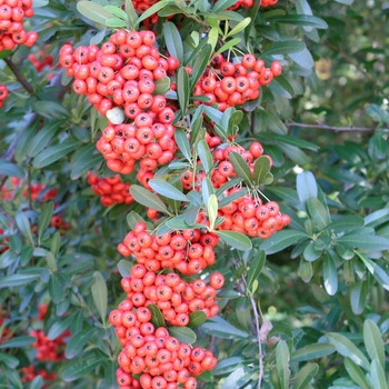 Pyracantha koidzumii 'Victory' (020295)