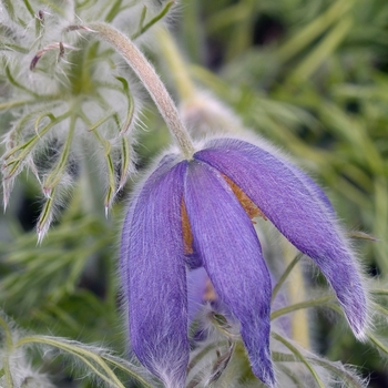 Pulsatilla sylvestris '' (020307)