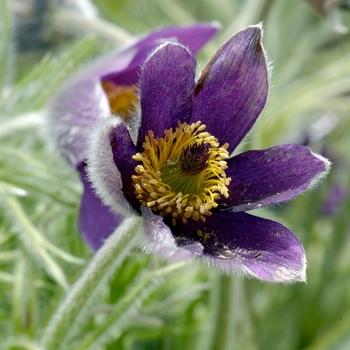 Pulsatilla sylvestris '' (020308)