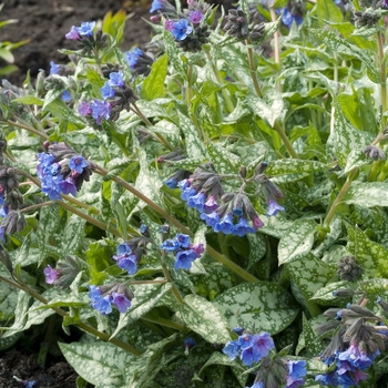 Pulmonaria 'Trevi Fountain' (020310)