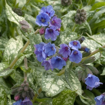 Pulmonaria 'Trevi Fountain' (020311)