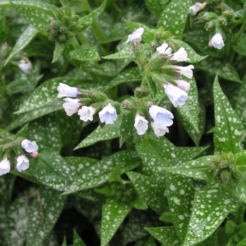 Pulmonaria 'Roy Davidson' (020312)