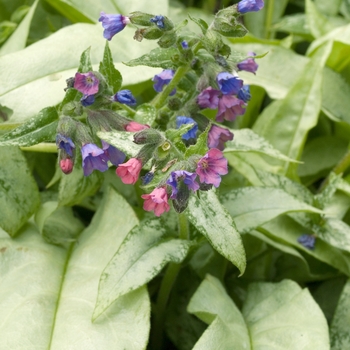 Pulmonaria saccharata 'Cotton Cool' (020324)