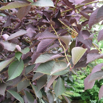 Prunus virginiana 'Schubert' (020328)