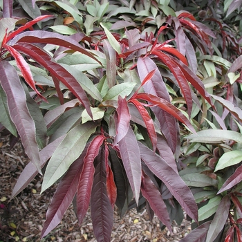 Prunus persica 'Bonfire' (020333)