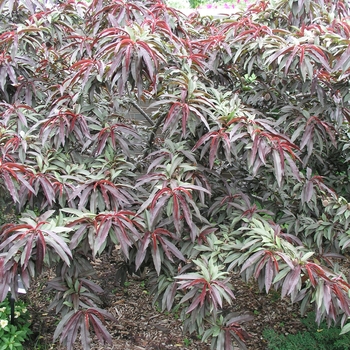 Prunus persica 'Bonfire' (020334)