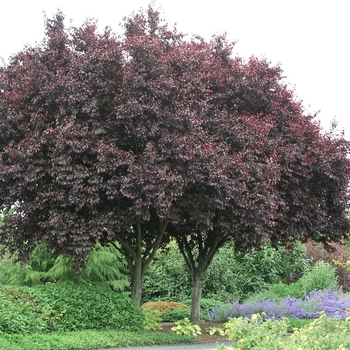 Prunus cerasifera 'Thundercloud' (020337)