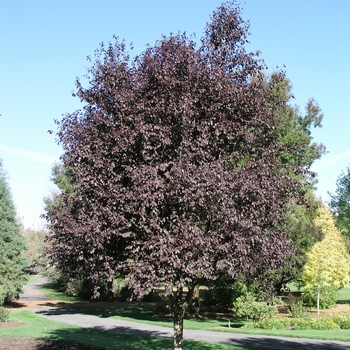 Prunus cerasifera 'Thundercloud' (020338)