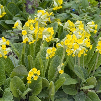 Primula veris '' (020343)