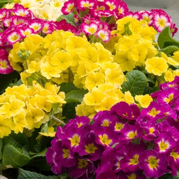 Primula polyanthus 'SuperNova Mix' (020349)