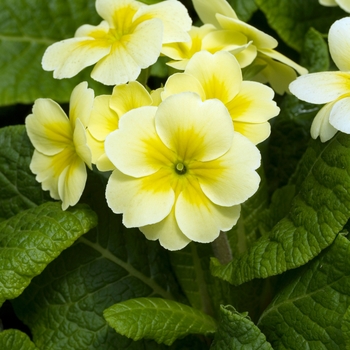 Primula polyanthus 'SuperNova Primrose' (020351)