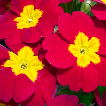 Primula polyanthus 'SuperNova Red' (020356)