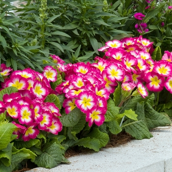 Primula polyanthus 'SuperNova Rose Bicolor' (020358)