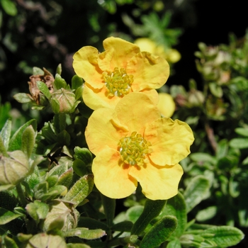 Potentilla fruticosa 'Mango Tango' (020384)