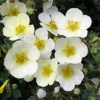 Potentilla fruticosa 'Primrose Beauty' (020388)