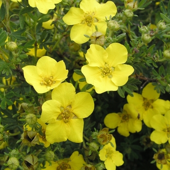 Potentilla fruticosa 'Dakota Sunspot®' (020393)