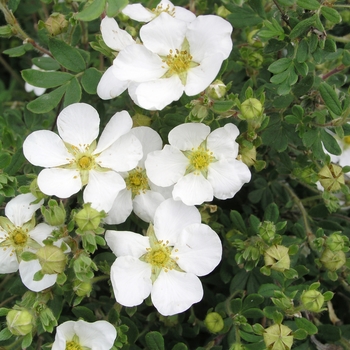 Potentilla fruticosa 'Abbotswood' (020395)