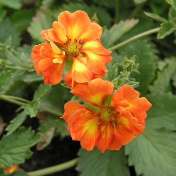 Potentilla atrosanguinea 'William Rollison' (020397)