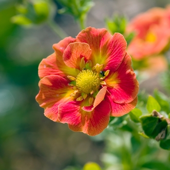 Potentilla atrosanguinea 'Flamenco' (020398)