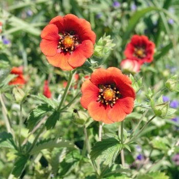 Potentilla atrosanguinea 'Flamenco' (020399)