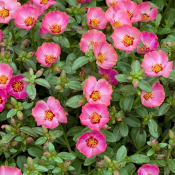 Portulaca oleracea 'Rio Rose' (020406)