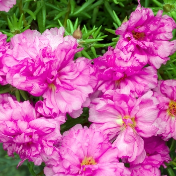 Happy Hour™ Mix Moss Rose Seeds