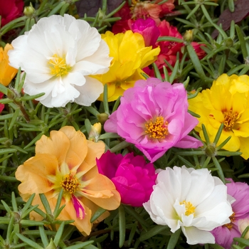 Portulaca grandiflora 'Tequila Mix' (020439)